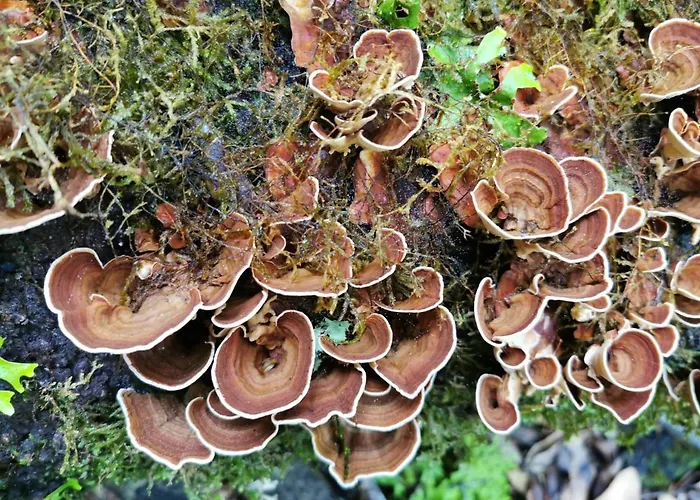 Cc39-q6 Alloggio in famiglia *